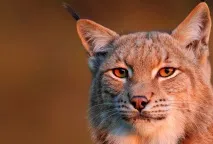 Магічний погляд котячих котячих