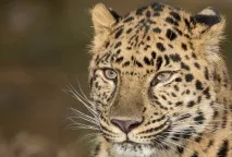 Магічний погляд котячих біжи