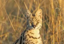 Магічний погляд котячих погляд