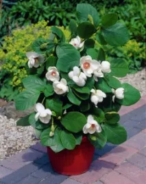 Магнолія великоквіткова (Magnolia grandiflora) magnolia