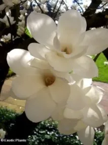 Магнолія великоквіткова (Magnolia grandiflora) magnolia