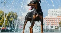 водою