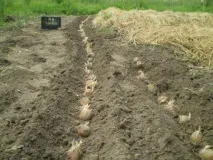 Картопля під соломою вирощування способи та технологій відео вирощування