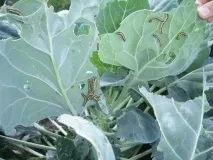 Капуста хвороби та шкідники листя
