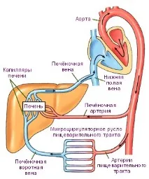 Міф про великий і малий круг кровообігу кровообігу