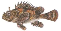 МОРСЬКИЙ ЄРШ (СКОРПЕНА) гачок