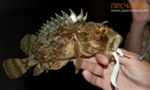 Морська рибалка у Піщаному рибалка