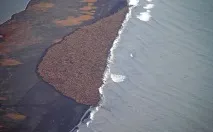 Моржі фото моржа моржі