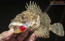 Морська рибалка у Піщаному морська