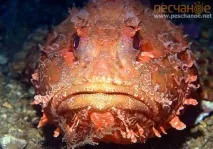 Морська рибалка у Піщаному морська