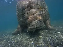 Моржі фото моржа моржі