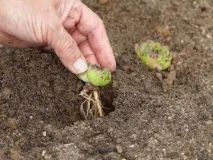 Молодило посадка та догляд, розмноження, цвітіння, пересадка, зимівля, хвороби, фото та відео молодило