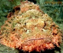 Морська рибалка у Піщаному піщаному