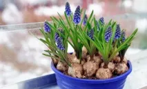 muscari