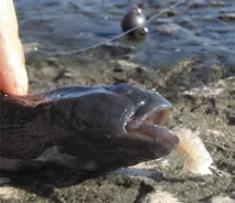 Насадки для морського лову лову