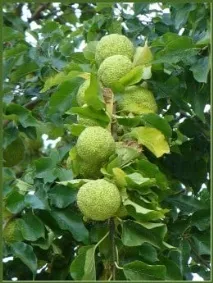 Настойка адамового яблука (маклюри) маклюри