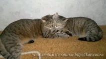Кілька кішок у домі, Мої улюблені кішки кілька