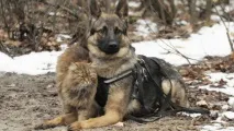 провокатор