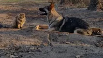 Тобіка