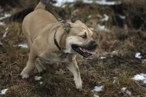Латинкін