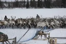 оленяр