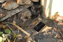 Sony Ericsson Xperia active Xperia