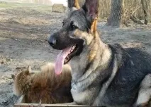 Тобік