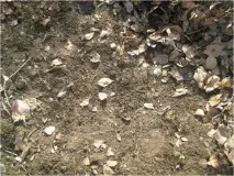 сезонний