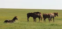 Острів щасливих коней острів