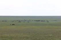 Острів щасливих коней коней