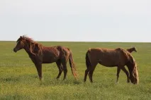 Острів щасливих коней коней