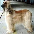 мисливська