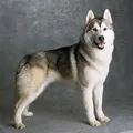 букв