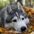 собак