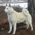мисливська
