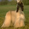 мисливська