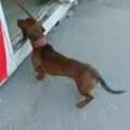 мисливська