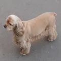 букв
