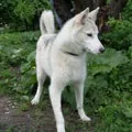 букв