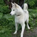 собак