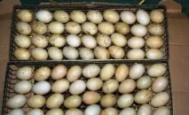 Овоскопування яєць індички в домашніх умовах інструкція домашніх