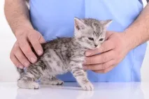 домашньої