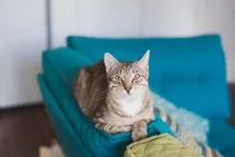 кішки