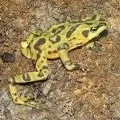 Персонаж італійської комедії - пошук слів за маскою та визначенням, відповіді на сканворди персонаж