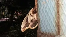 Павлиноглазка грушева або велике нічне павиче око (Saturnia pyri), Дикий Південь велике