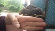 Павлиноглазка грушева або велике нічне павиче око (Saturnia pyri), Дикий Південь велике