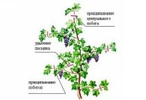 Пасинкування винограду коли і як проводити процедуру проводити