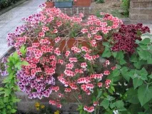 pelargonium