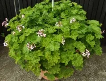 pelargonium