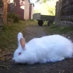 кроликів